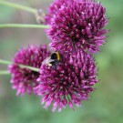 Erdhummel
Hochgeladen am 08.07.2015 von Luca