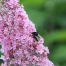 humilis
Hochgeladen am 17.07.2015 von Luca