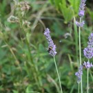 Gartenhummel
Hochgeladen am 08.07.2015 von Luca