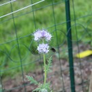 humilis
Hochgeladen am 13.05.2015 von Luca