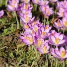 Krokusbestand
Hochgeladen am 21.02.2016 von Luca