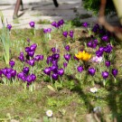 Krokusbestand
Hochgeladen am 21.02.2016 von Luca