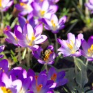 Erdhummel
Hochgeladen am 21.02.2016 von Luca