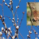 Salweide inkl. Weidenbohrer
Hochgeladen am 27.02.2016 von Luca