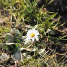 Frühling??
Hochgeladen am 19.02.2015 von Luca