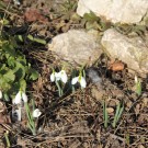 Frühling ist unterwegs
Hochgeladen am 19.02.2015 von Luca