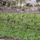 Krokusse im Garten
Hochgeladen am 02.03.2015 von Luca