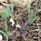 Schneckenschaden
Hochgeladen am 02.03.2015 von Luca