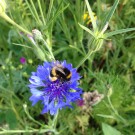 Erdhummel auf Flockenblume 1
Hochgeladen am 18.06.2014 von Luca