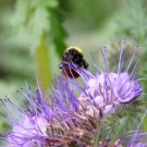 Wiesenhummel an Phacelia
Hochgeladen am 16.05.2016 von Luca