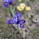 Iris
Hochgeladen am 10.03.2015 von Luca