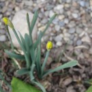 Narzisse
Hochgeladen am 10.03.2015 von Luca