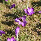 Wiesenhummel
Hochgeladen am 12.03.2015 von Luca