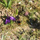 Erdhummel ruht sich aus
Hochgeladen am 12.03.2015 von Luca