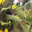 Feldwespen an Sonnenblume
Hochgeladen am 15.10.2014 von Luca