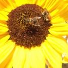Ackerhummel in Sonnenblume
Hochgeladen am 19.10.2014 von Luca
