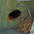 Grashummel ? 2
Hochgeladen am 12.04.2015 von Luca