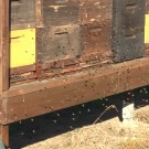Honigbienen am 10 Januar 2015
Hochgeladen am 10.01.2015 von Luca