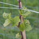 Wein
Hochgeladen am 22.04.2015 von Luca
