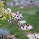 Blauregen
Hochgeladen am 22.04.2015 von Luca
