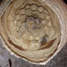 Hornissenlarven
Hochgeladen am 02.06.2015 von Luca