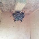 Feldwespen
Hochgeladen am 16.06.2015 von Luca