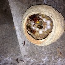 Hornissennest
Hochgeladen am 16.06.2015 von Luca