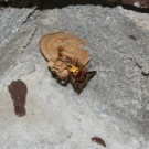 Hornisse auf Nest
Hochgeladen am 02.05.2015 von Luca