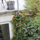 Erdhummelnest
Hochgeladen am 04.05.2015 von Luca