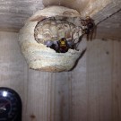 Hornissennest
Hochgeladen am 20.06.2015 von Luca