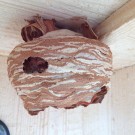 Hornissennest
Hochgeladen am 29.06.2015 von Luca