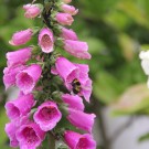 Gartenhummel
Hochgeladen am 26.05.2015 von Luca