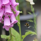 Gartenhummel
Hochgeladen am 26.05.2015 von Luca