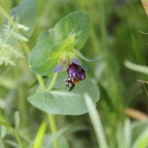 Ackerhummel
Hochgeladen am 26.05.2015 von Luca