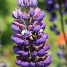 Erdhummel
Hochgeladen am 27.05.2015 von Luca