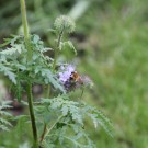 Ackerhummel
Hochgeladen am 27.05.2015 von Luca