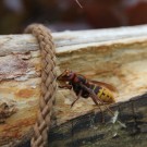 Hornisse
Hochgeladen am 27.05.2015 von Luca