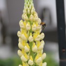 Ackerhummel an Lupine
Hochgeladen am 27.05.2015 von Luca