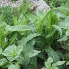 Wilde Karde
Hochgeladen am 09.06.2015 von Luca