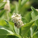 Ackerhummel
Hochgeladen am 12.06.2015 von Luca