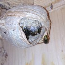 Vulgaris
Hochgeladen am 22.05.2016 von Luca