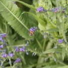 Ackerhummel
Hochgeladen am 08.07.2015 von Luca