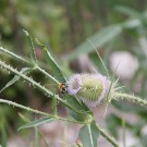 Ackerhummel
Hochgeladen am 28.07.2015 von Luca