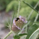 Wilde Karde
Hochgeladen am 28.07.2015 von Luca