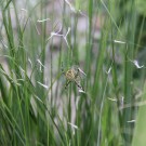 Wespenspinne
Hochgeladen am 28.07.2015 von Luca