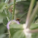 humilis?
Hochgeladen am 09.08.2015 von Luca