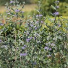 Bartblume
Hochgeladen am 02.09.2015 von Luca