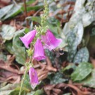 Baumhummel im Herbst
Hochgeladen am 15.11.2015 von Luca