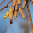Allergiker kommen aber auch nicht zu kurz
Hochgeladen am 18.12.2015 von Luca