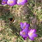Erdhummel 2015 im März
Hochgeladen am 08.03.2015 von Luca